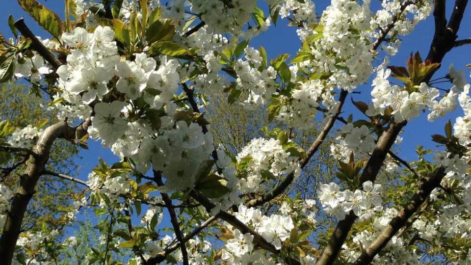 Vakantiehuis Aan Het Bos - Gelegen Aan De Tulpenroute Bant Extérieur photo